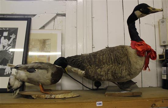 Taxidermy goose and duck